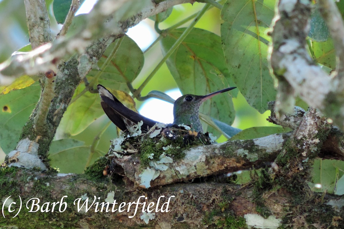 Scaly-breasted Hummingbird - Barbara Winterfield