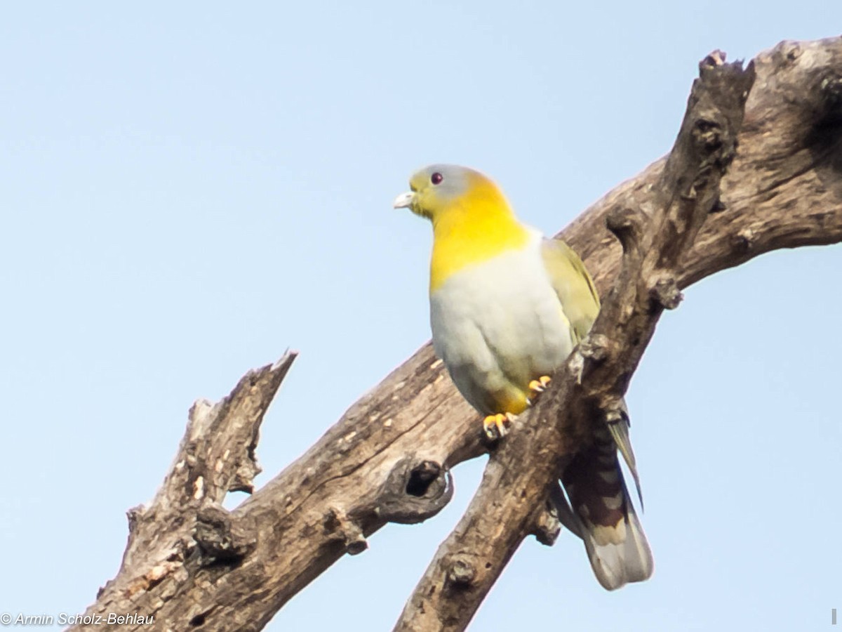 Yellow-footed Green-Pigeon - Armin Scholz-Behlau