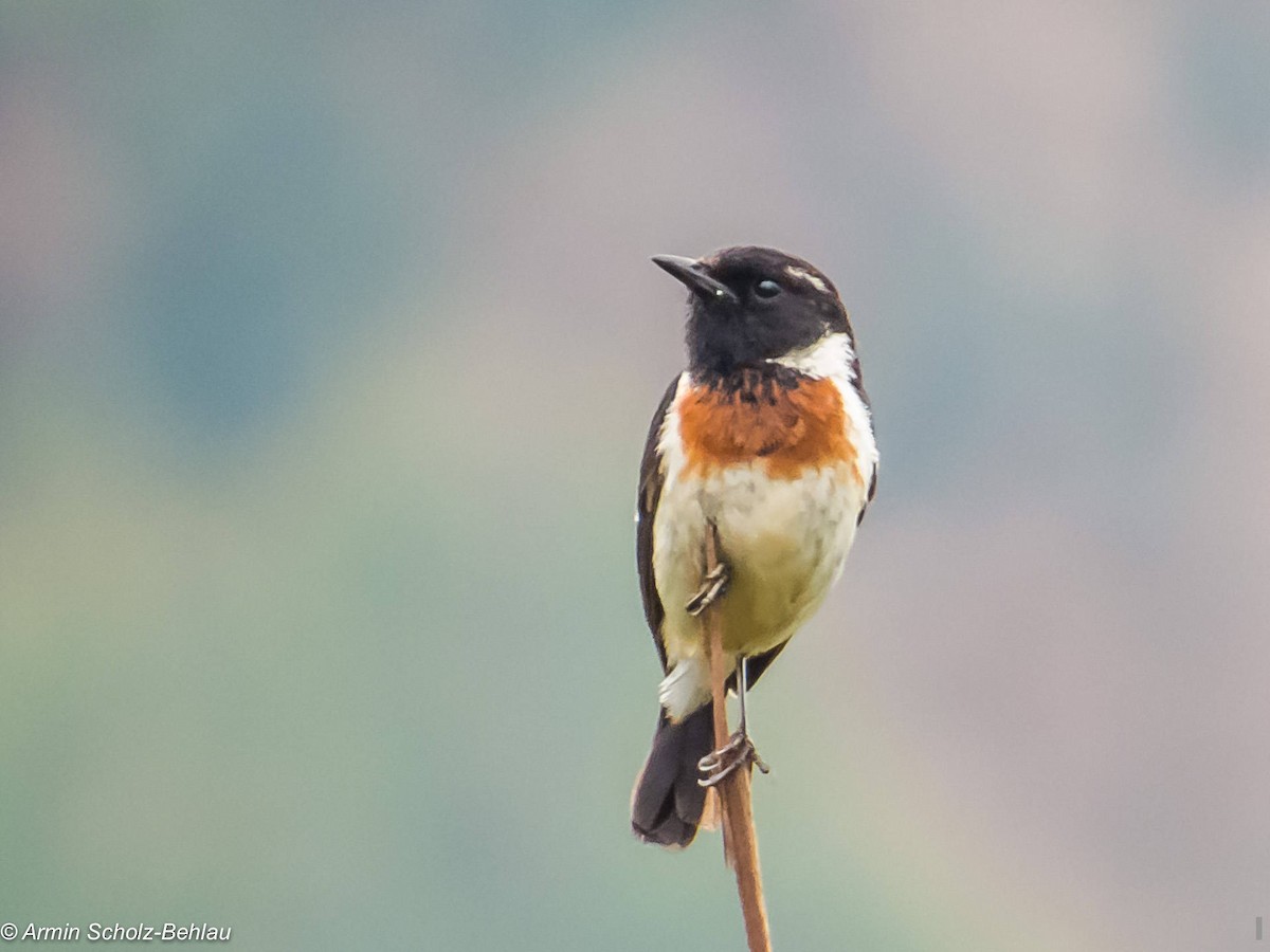 African Stonechat (African) - Armin Scholz-Behlau