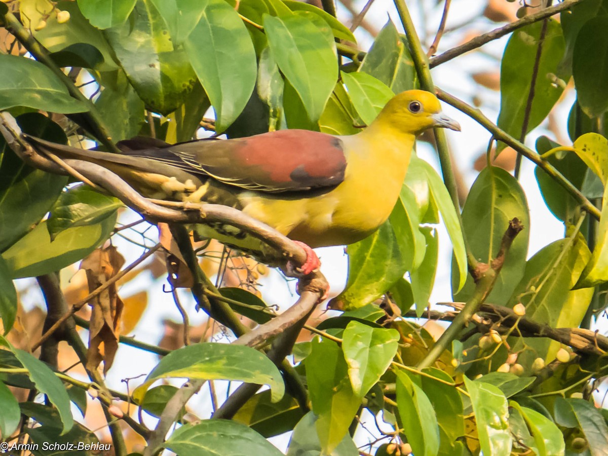 Wedge-tailed Green-Pigeon - Armin Scholz-Behlau