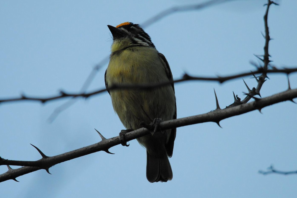 Yellow-fronted Tinkerbird - ML204692721