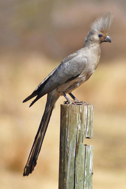 Grey Go-away-bird (Zambia birds) · iNaturalist