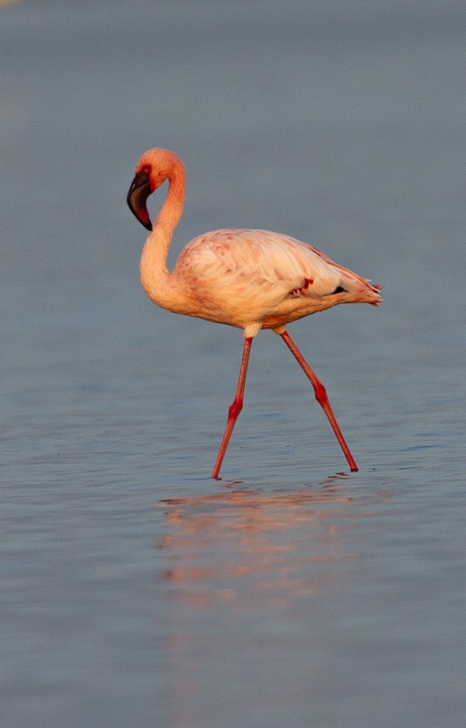Lesser Flamingo - Solomon Sampath Kumar