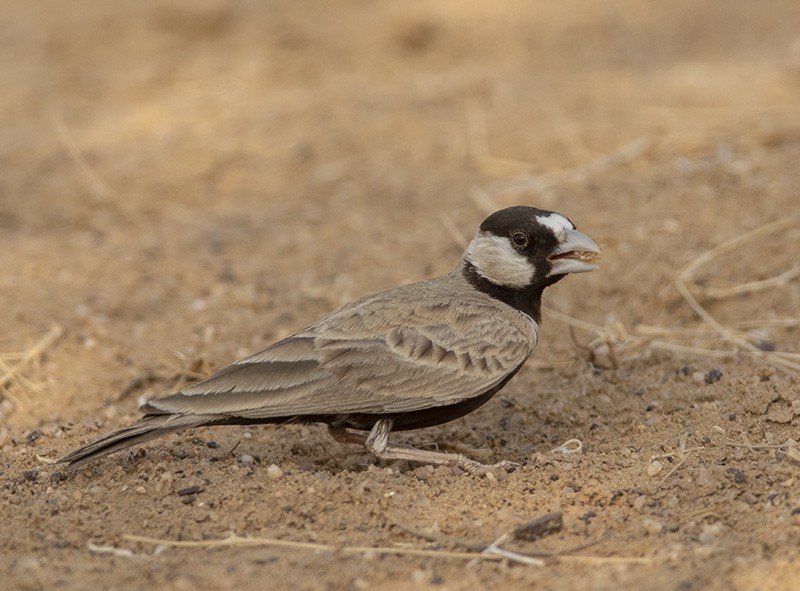 Black-crowned Sparrow-Lark - Solomon Sampath Kumar