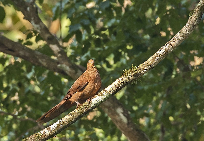 Andaman Cuckoo-Dove - ML204693431