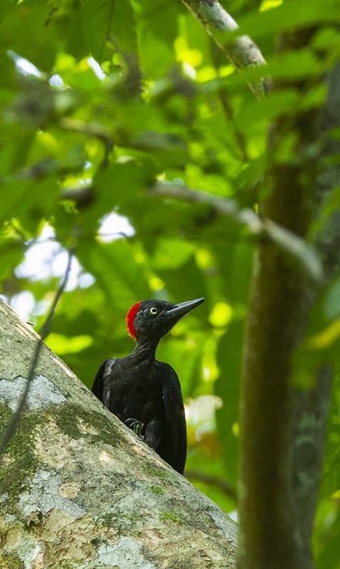 Andaman Woodpecker - ML204693631