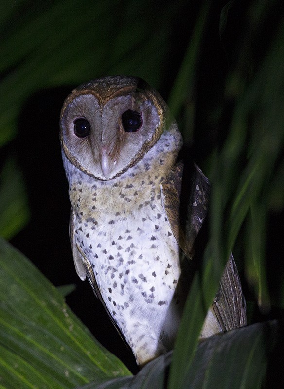 Andaman Masked-Owl - ML204693651