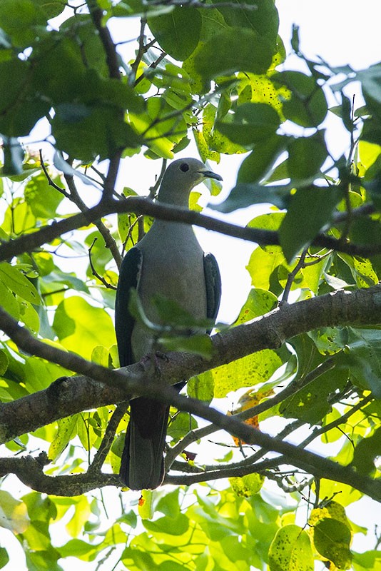 Green Imperial-Pigeon - Solomon Sampath Kumar
