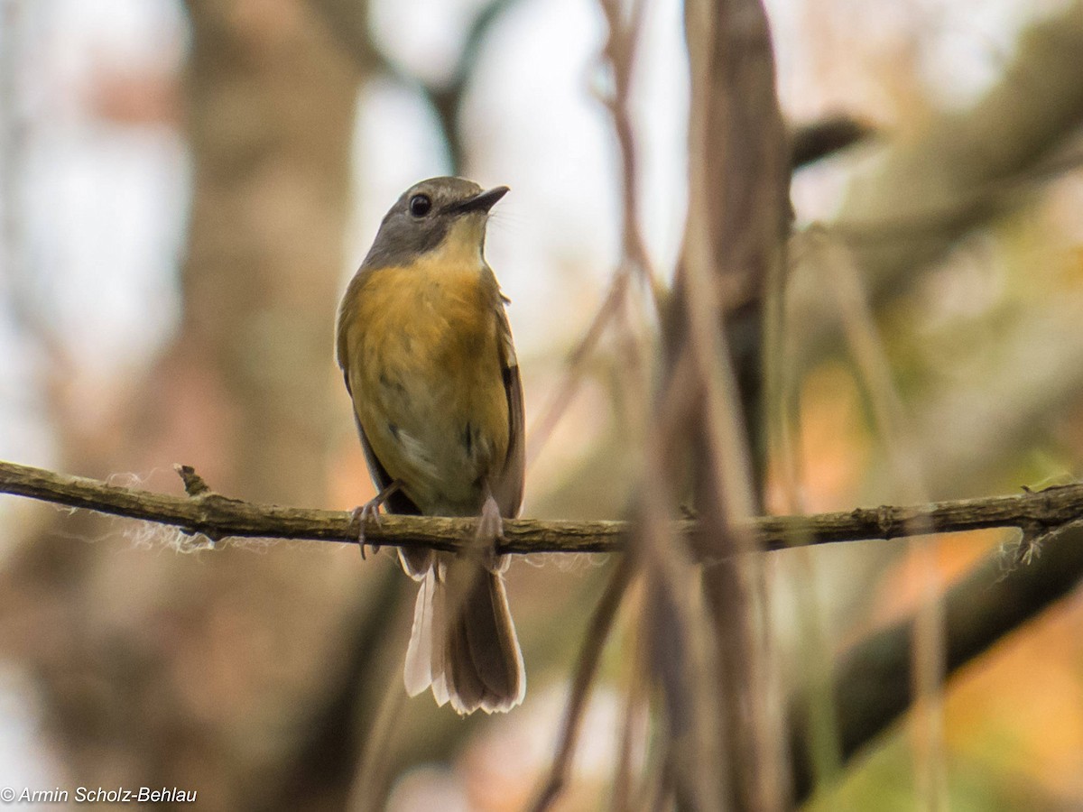 Pale-chinned Flycatcher - ML204694181
