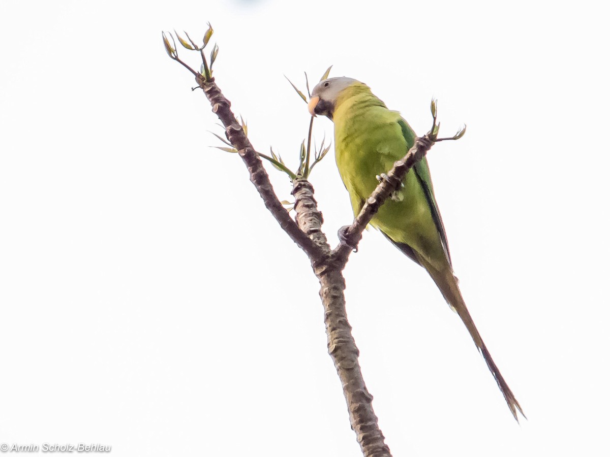 Blossom-headed Parakeet - ML204694491