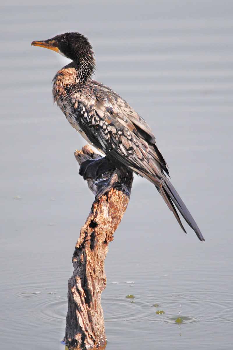 Long-tailed Cormorant - Robert Erasmus