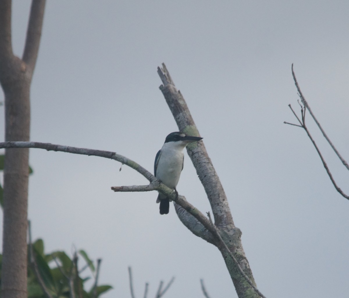 Collared Kingfisher - Opwall Indonesia