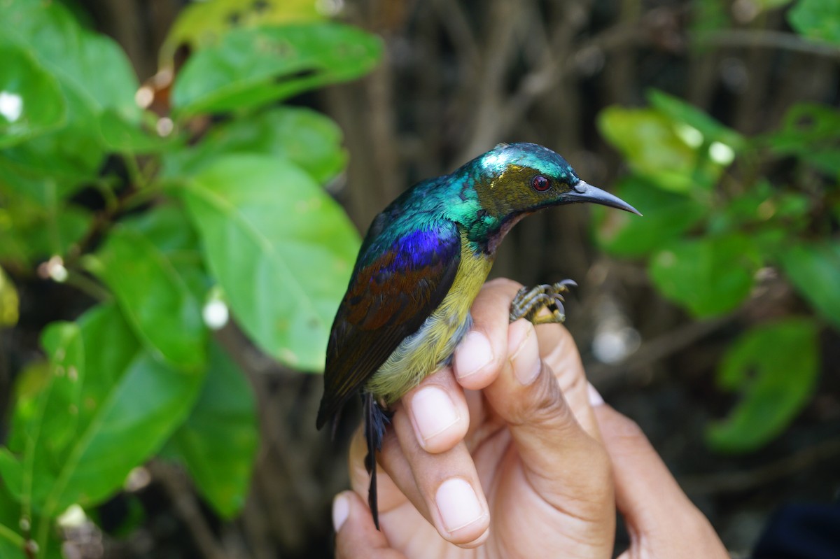 Brown-throated Sunbird - Opwall Indonesia
