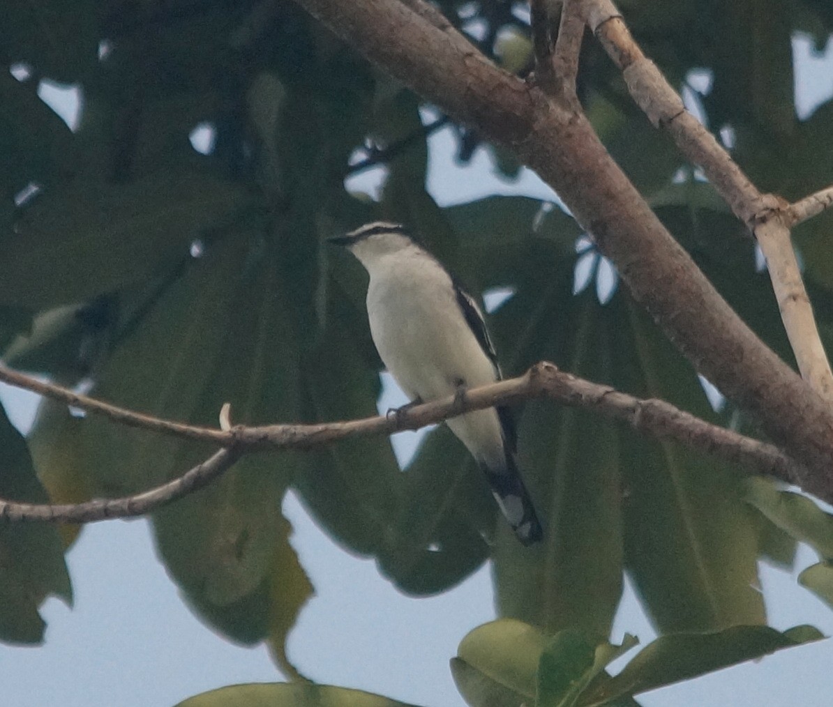 White-rumped Triller - Opwall Indonesia