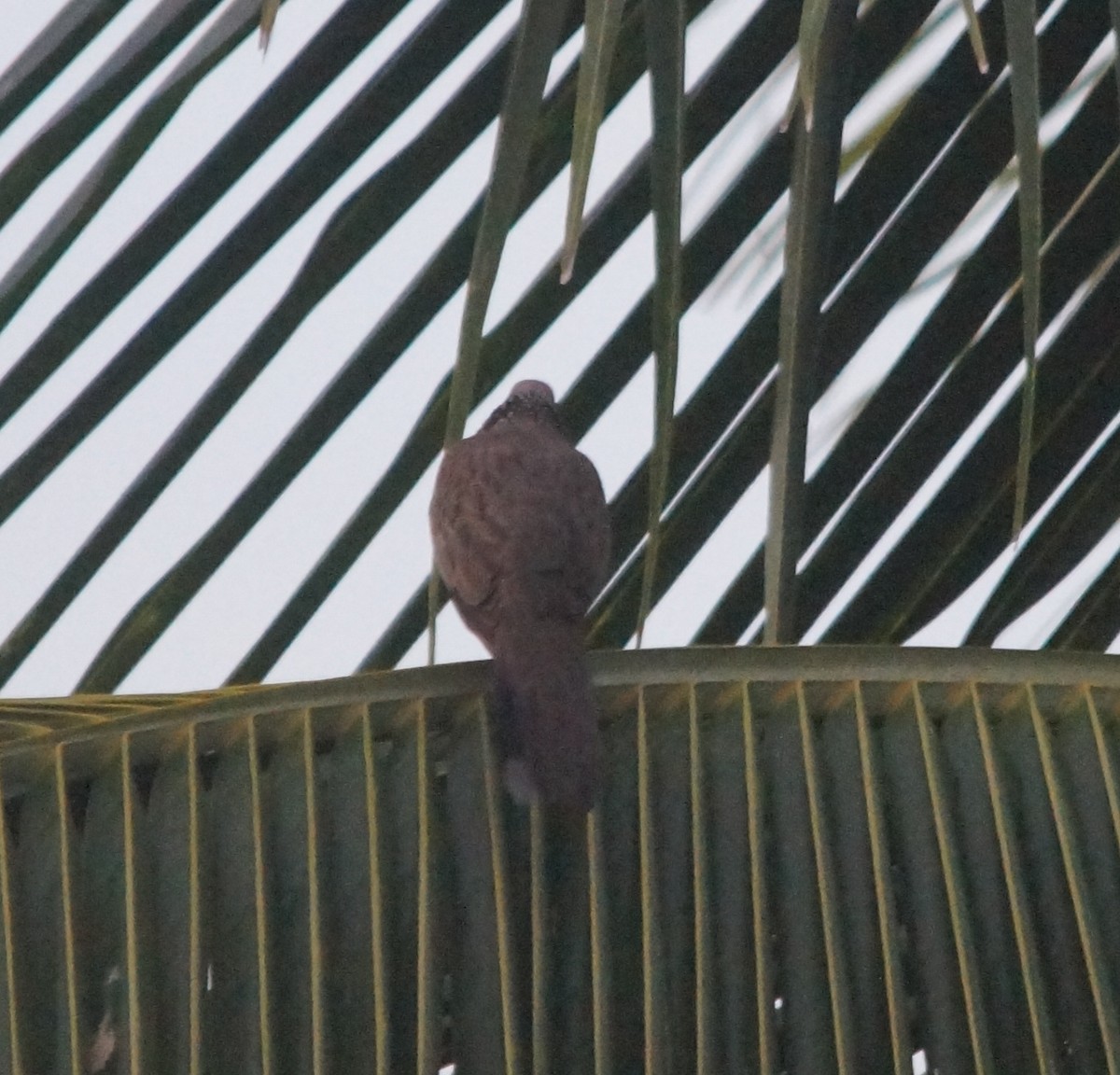 Spotted Dove (Eastern) - ML204695501
