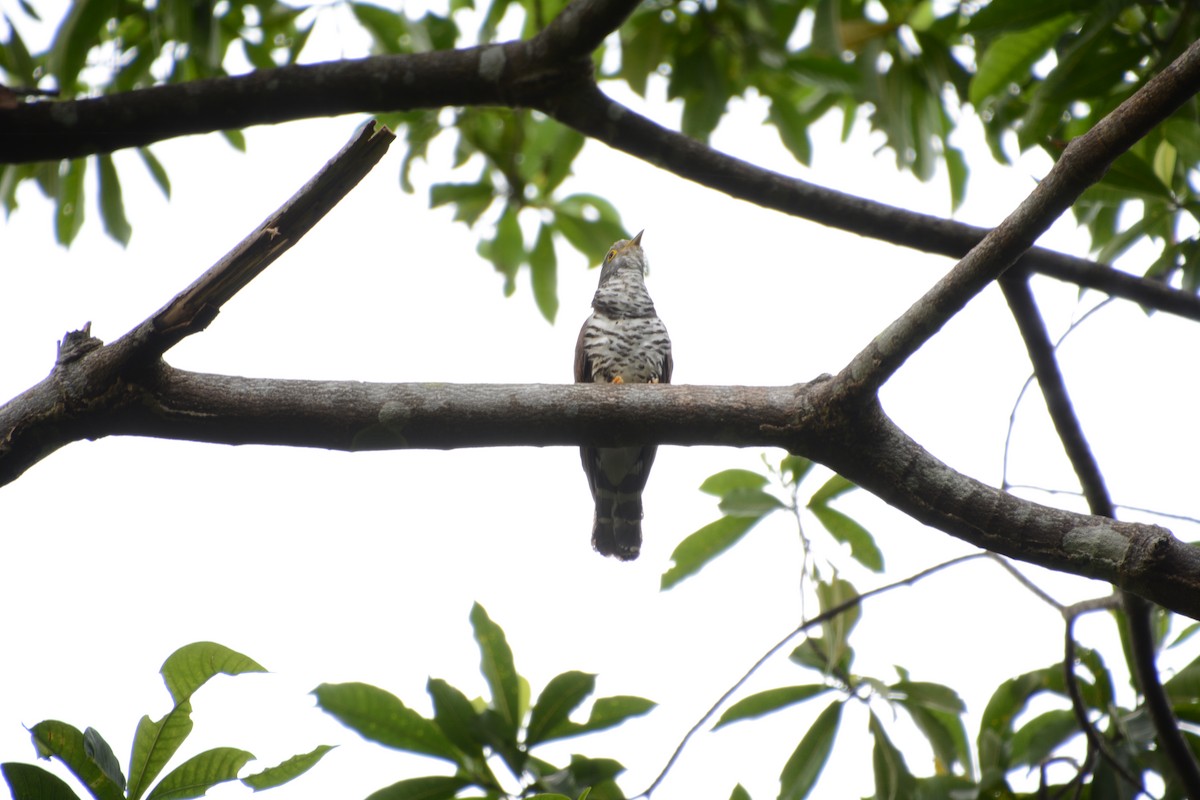 Sulawesi Cuckoo - ML204695591