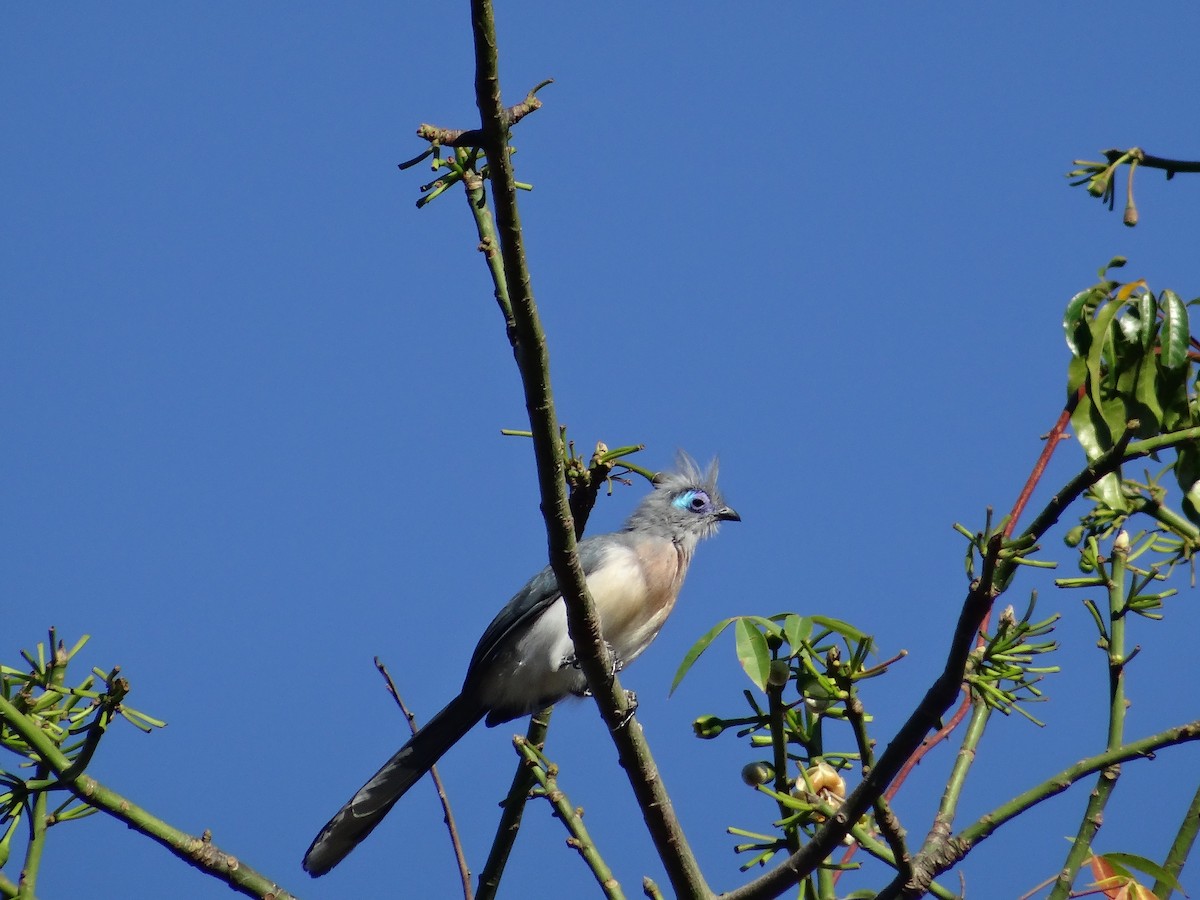 Crested Coua (Crested) - ML204695751