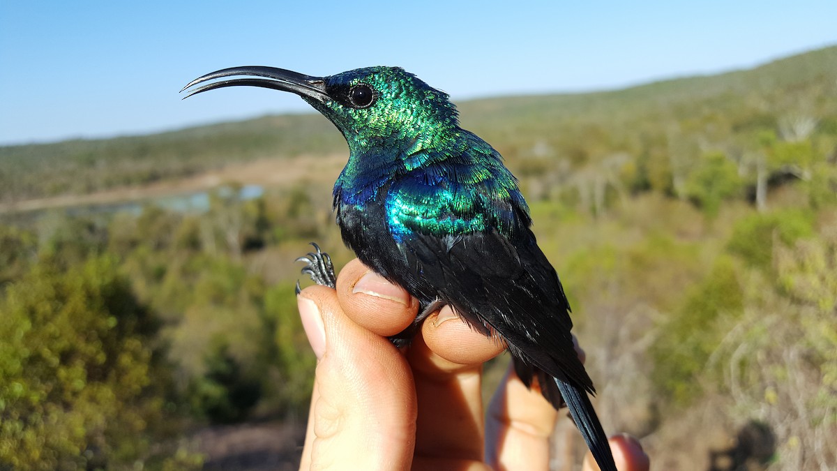 Malagasy Sunbird (Long-billed) - Tom Martin