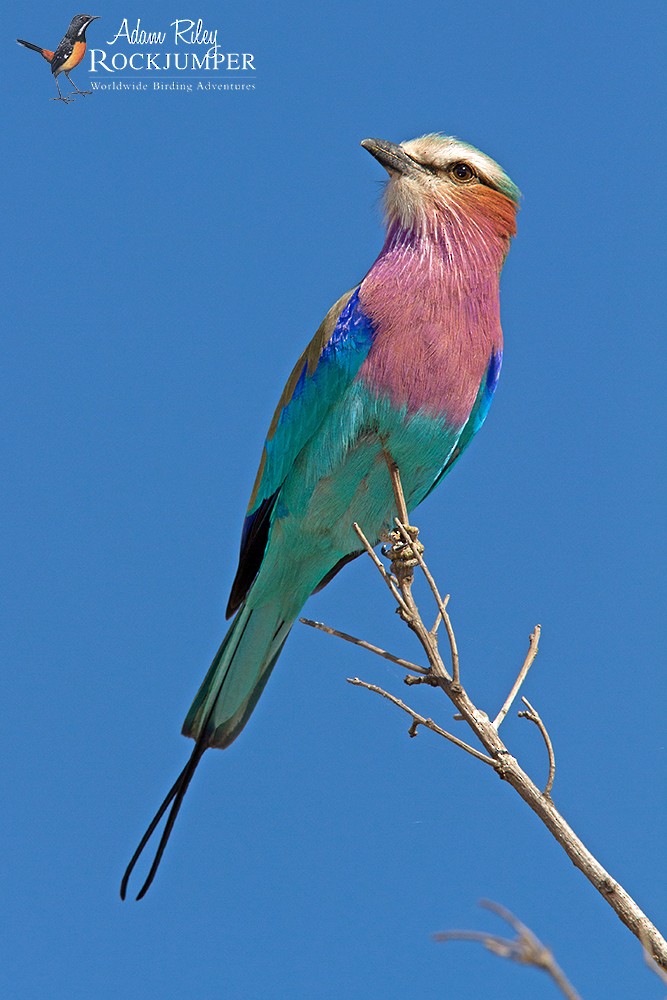 Lilac-breasted Roller (Lilac-breasted) - Adam Riley
