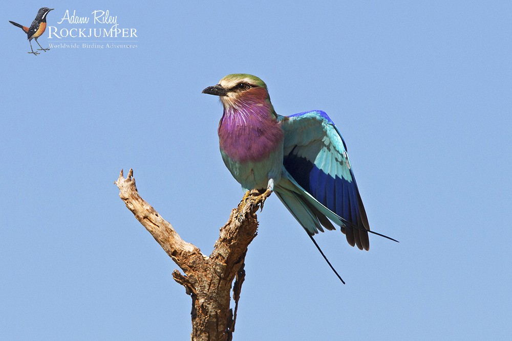 Lilac-breasted Roller (Lilac-breasted) - Adam Riley
