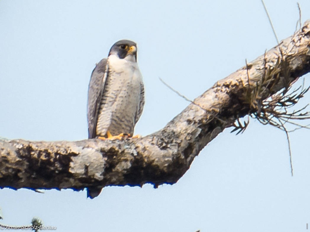 Peregrine Falcon (Eurasian) - Armin Scholz-Behlau
