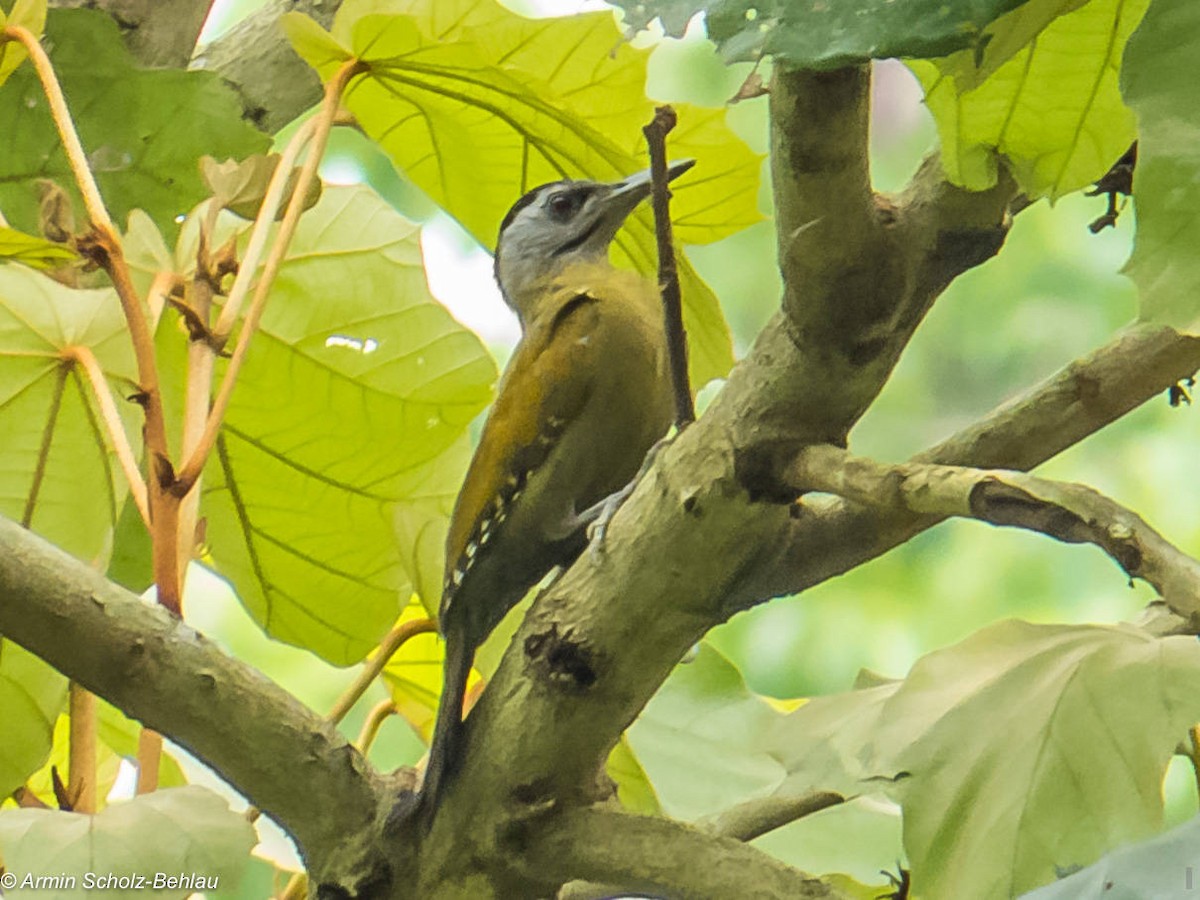 Gray-headed Woodpecker (Black-naped) - Armin Scholz-Behlau