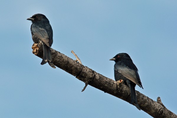 Fork-tailed Drongo - ML204697131