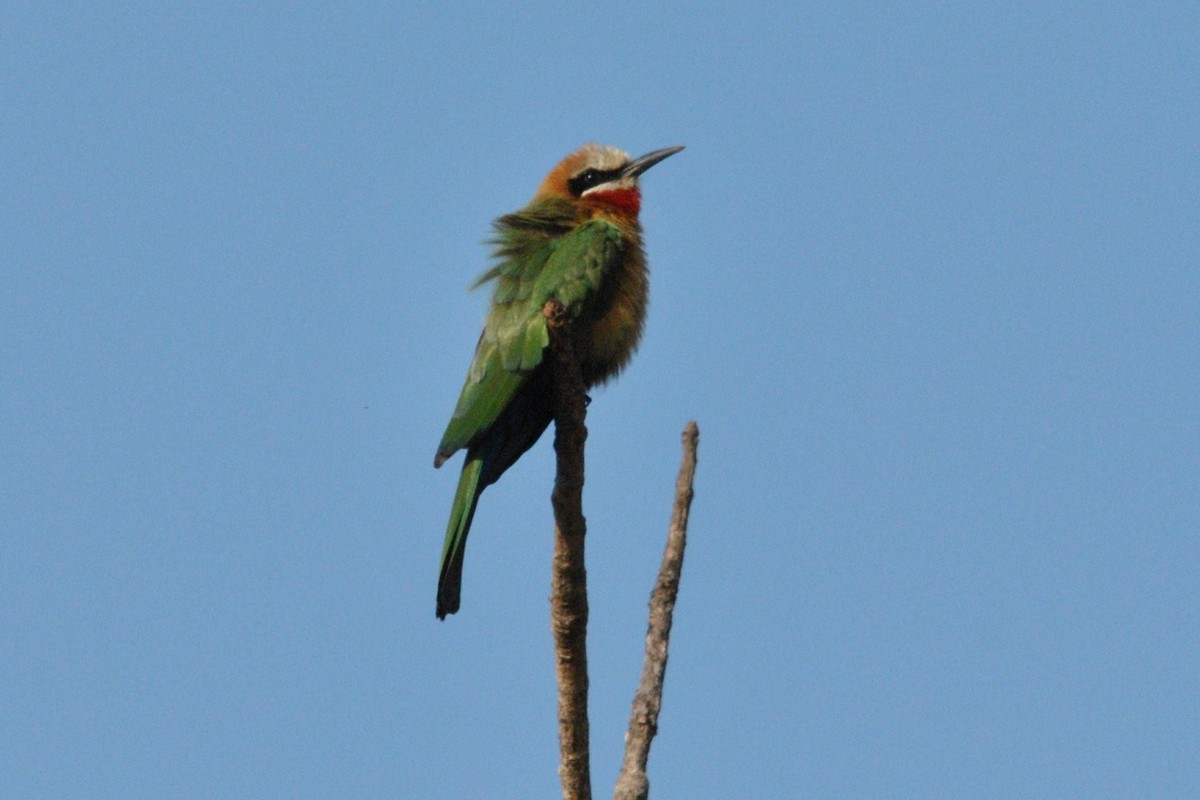 White-fronted Bee-eater - ML204697171