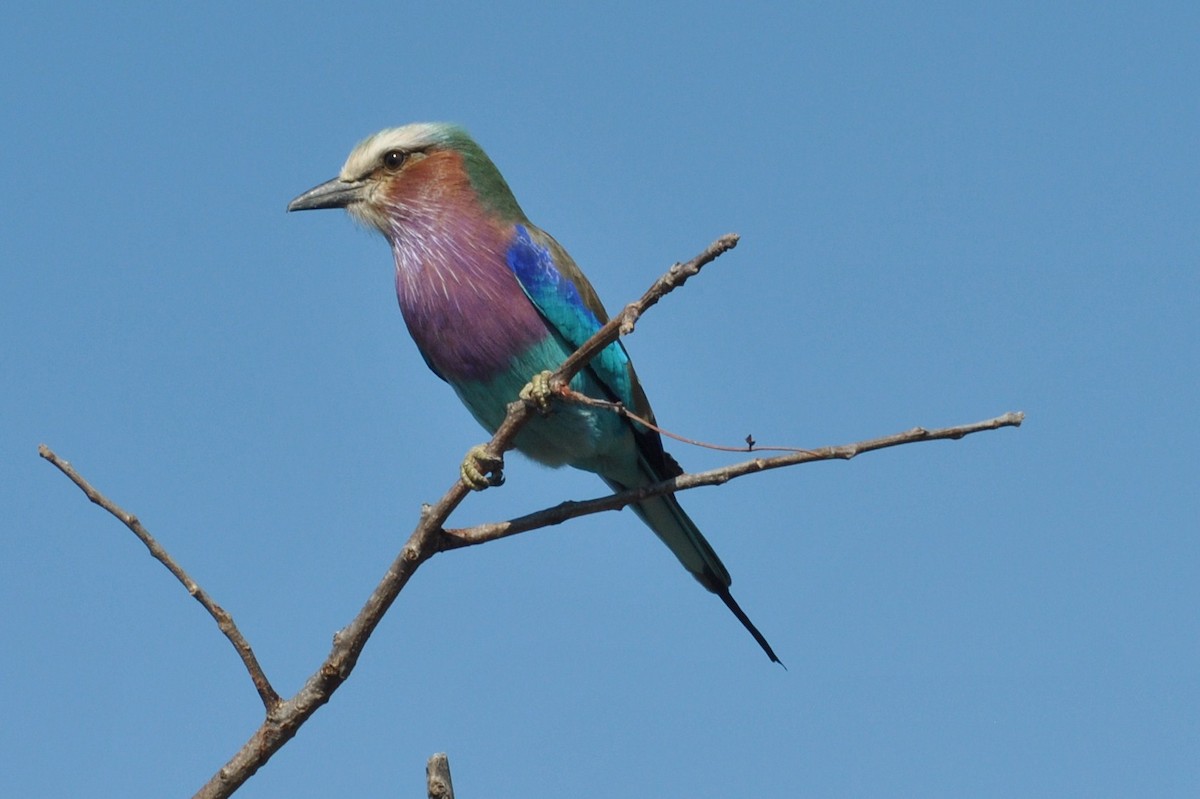 Lilac-breasted Roller - ML204697271