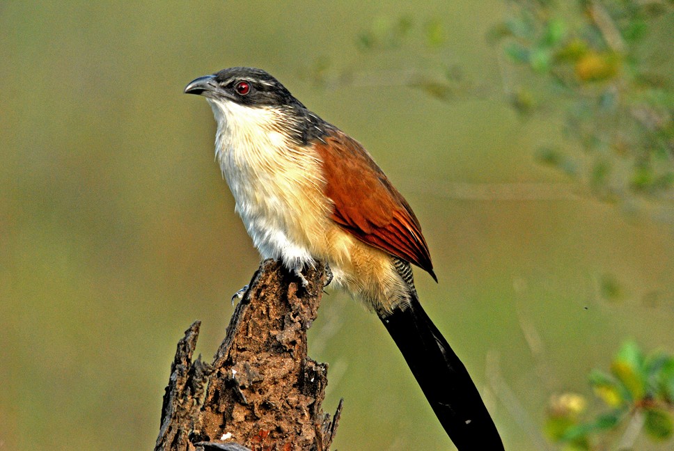 White-browed Coucal (Burchell's) - ML204697311