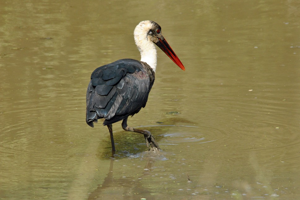 African Woolly-necked Stork - ML204697331