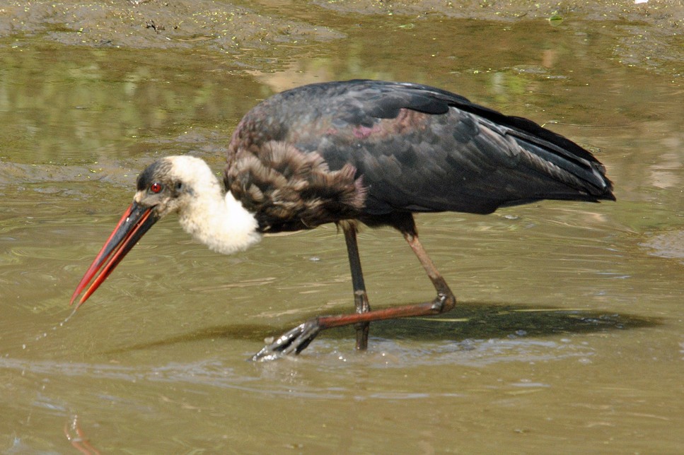 African Woolly-necked Stork - ML204697361