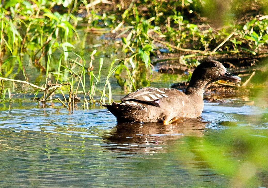 African Black Duck - Robert Erasmus
