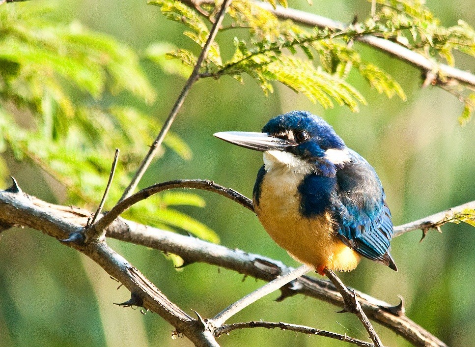 Half-collared Kingfisher - Robert Erasmus
