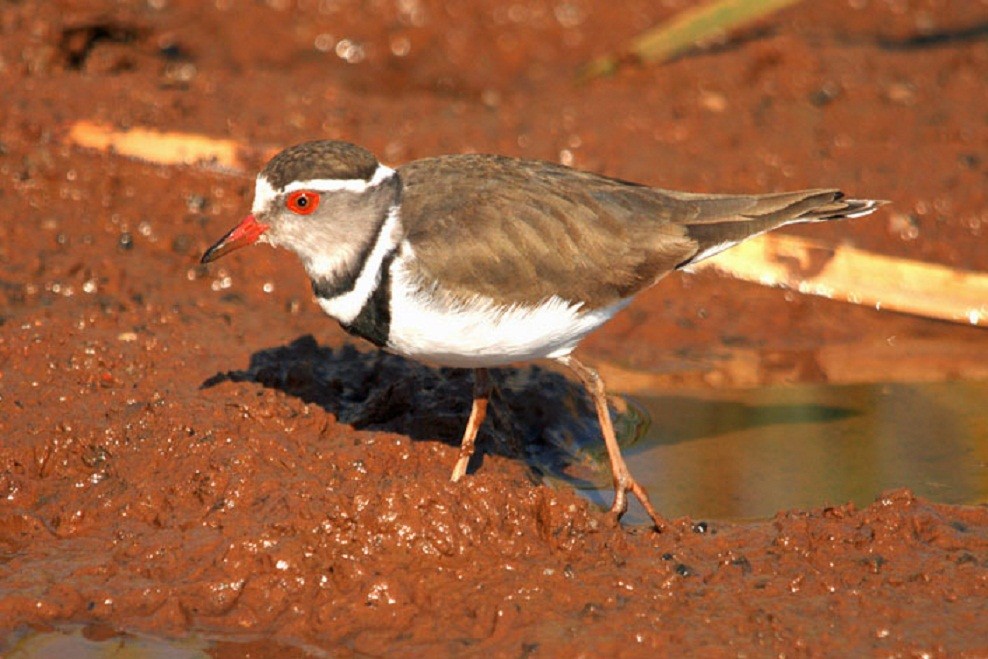 Three-banded Plover (African) - ML204697521