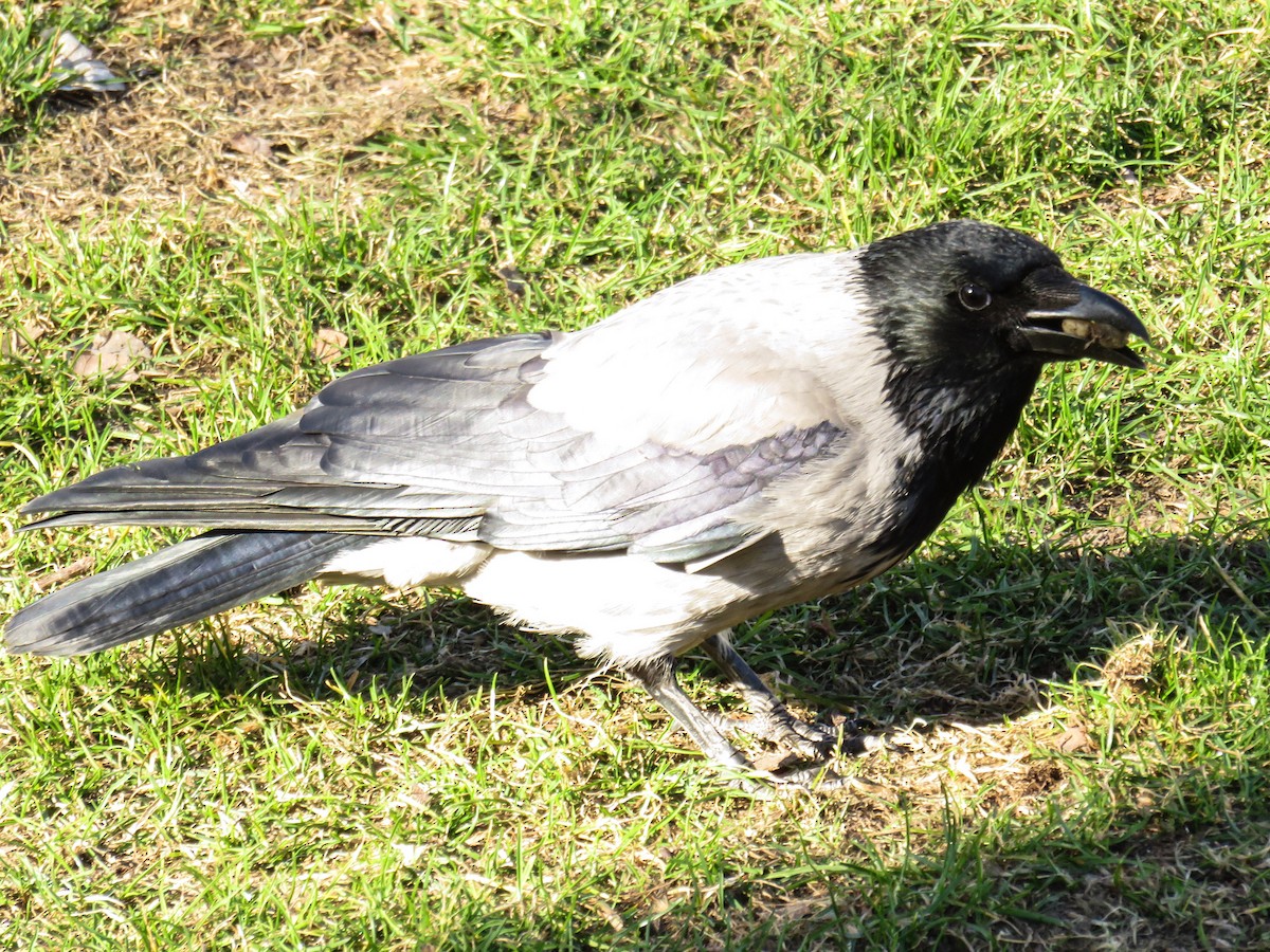 Hooded Crow (Hooded) - ML204697531