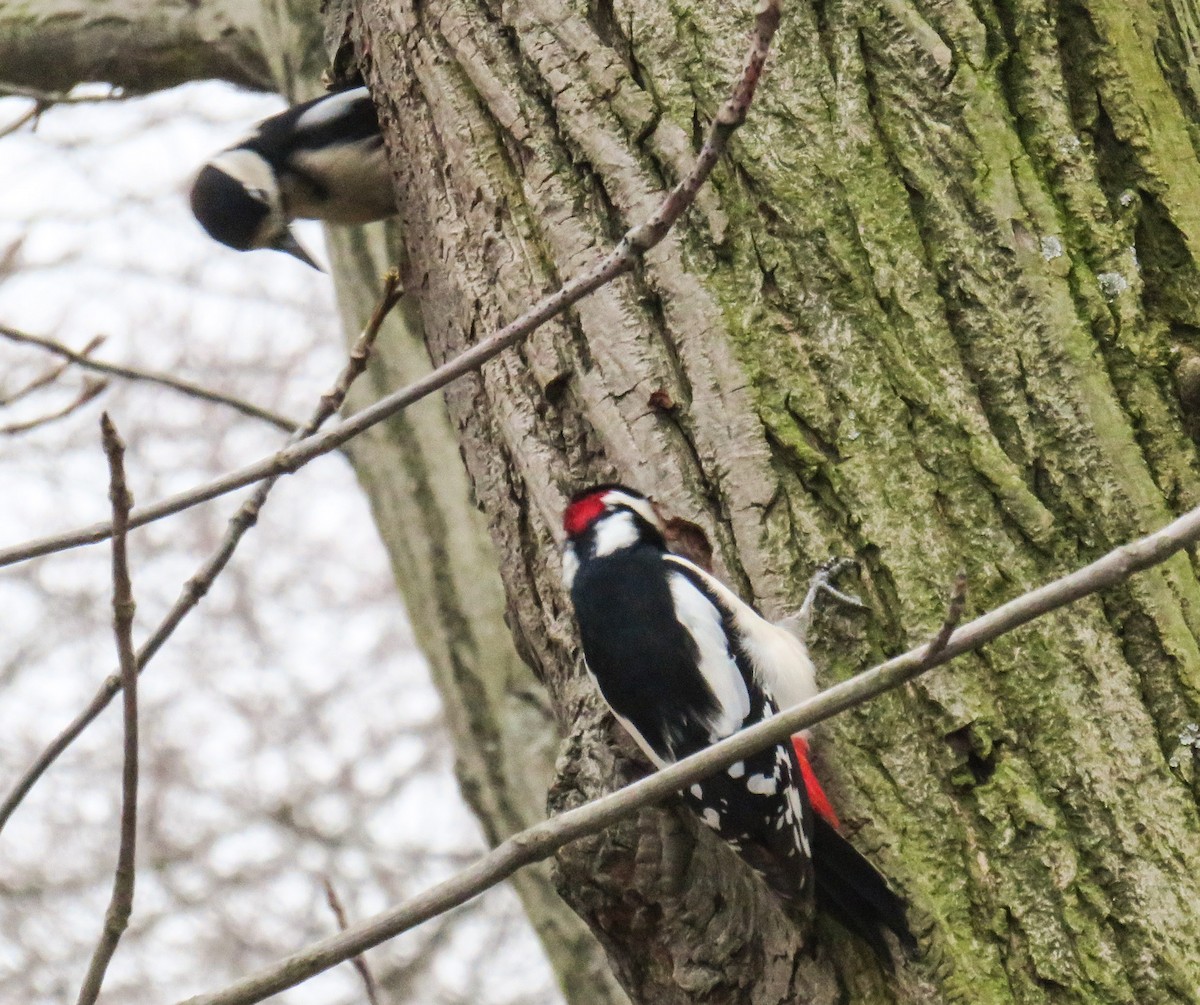 Great Spotted Woodpecker - martin achtman