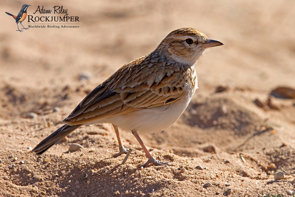 Fawn-colored Lark (Fawn-colored) - ML204698511