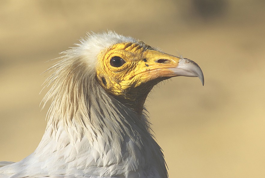 Egyptian Vulture - raniero massoli novelli