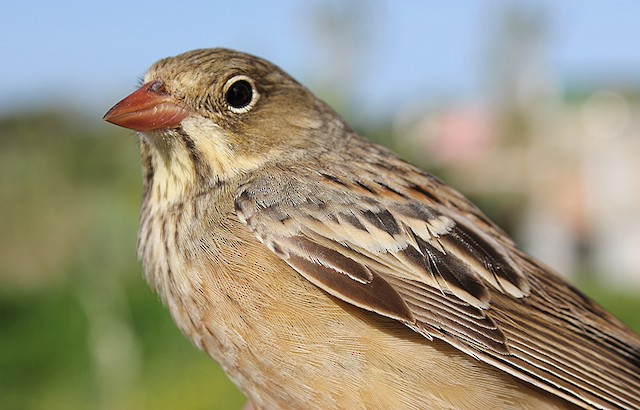 Photos - Ortolan Bunting - Emberiza hortulana - Birds of the World