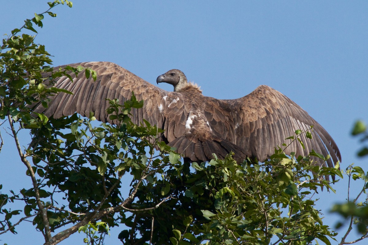 Indian Vulture - ML204699281