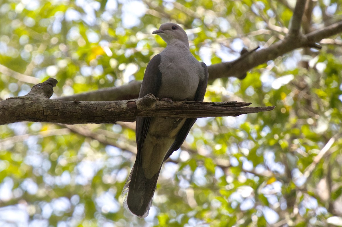 Malabar Imperial-Pigeon - Vasanthan Panchavarnam