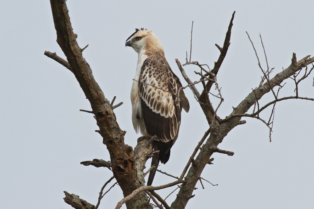 Changeable Hawk-Eagle (Crested) - Vasanthan Panchavarnam