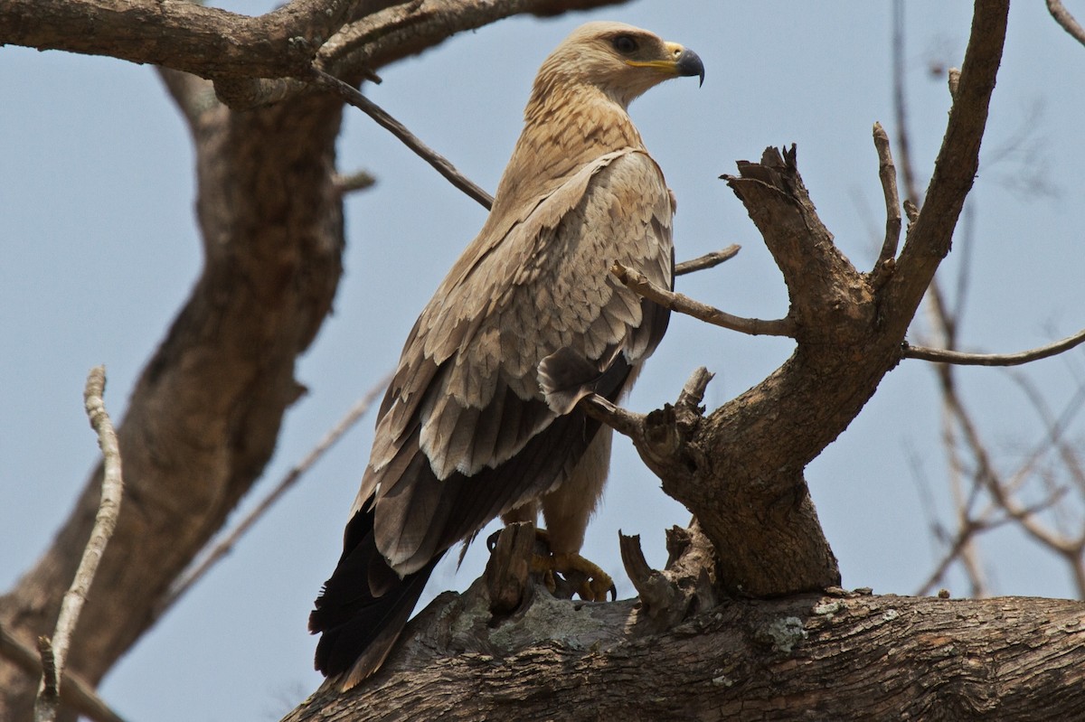 Tawny Eagle - Vasanthan Panchavarnam