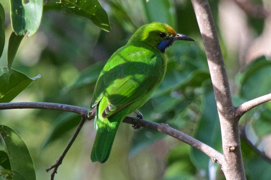 Golden-fronted Leafbird - Vasanthan Panchavarnam
