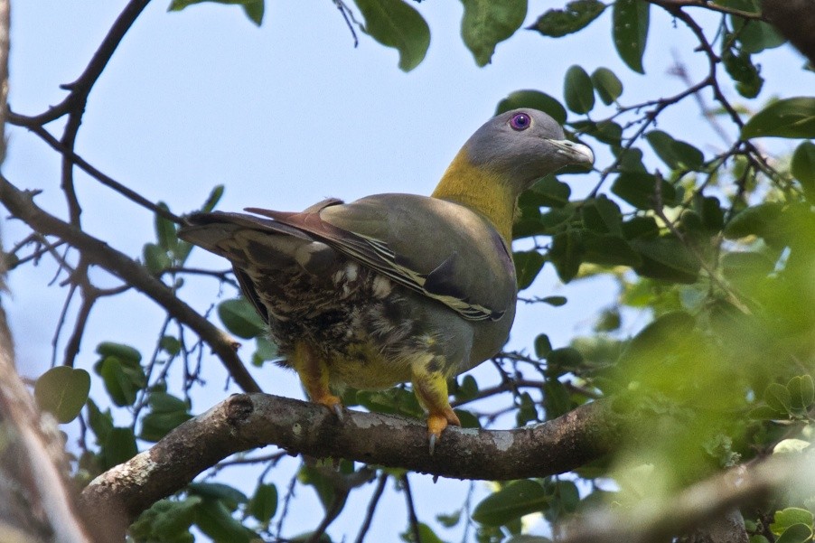 Yellow-footed Green-Pigeon - Vasanthan Panchavarnam