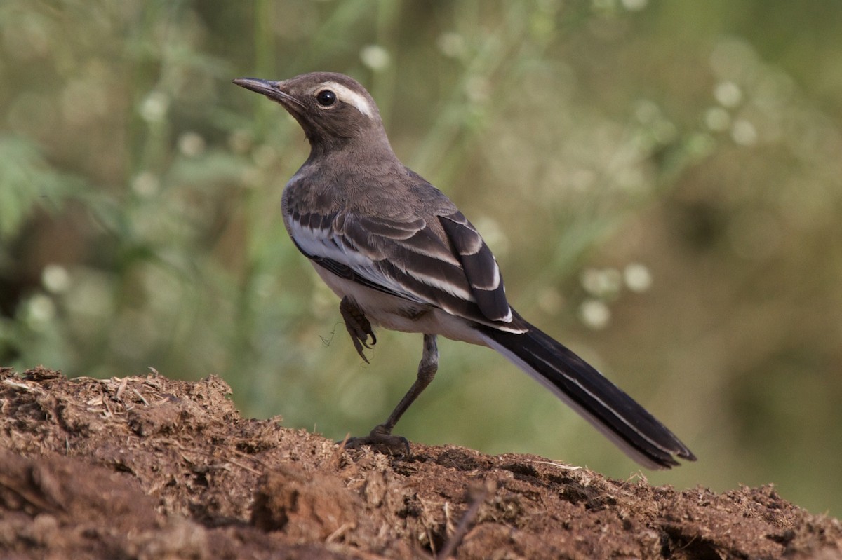 White-browed Wagtail - ML204699641