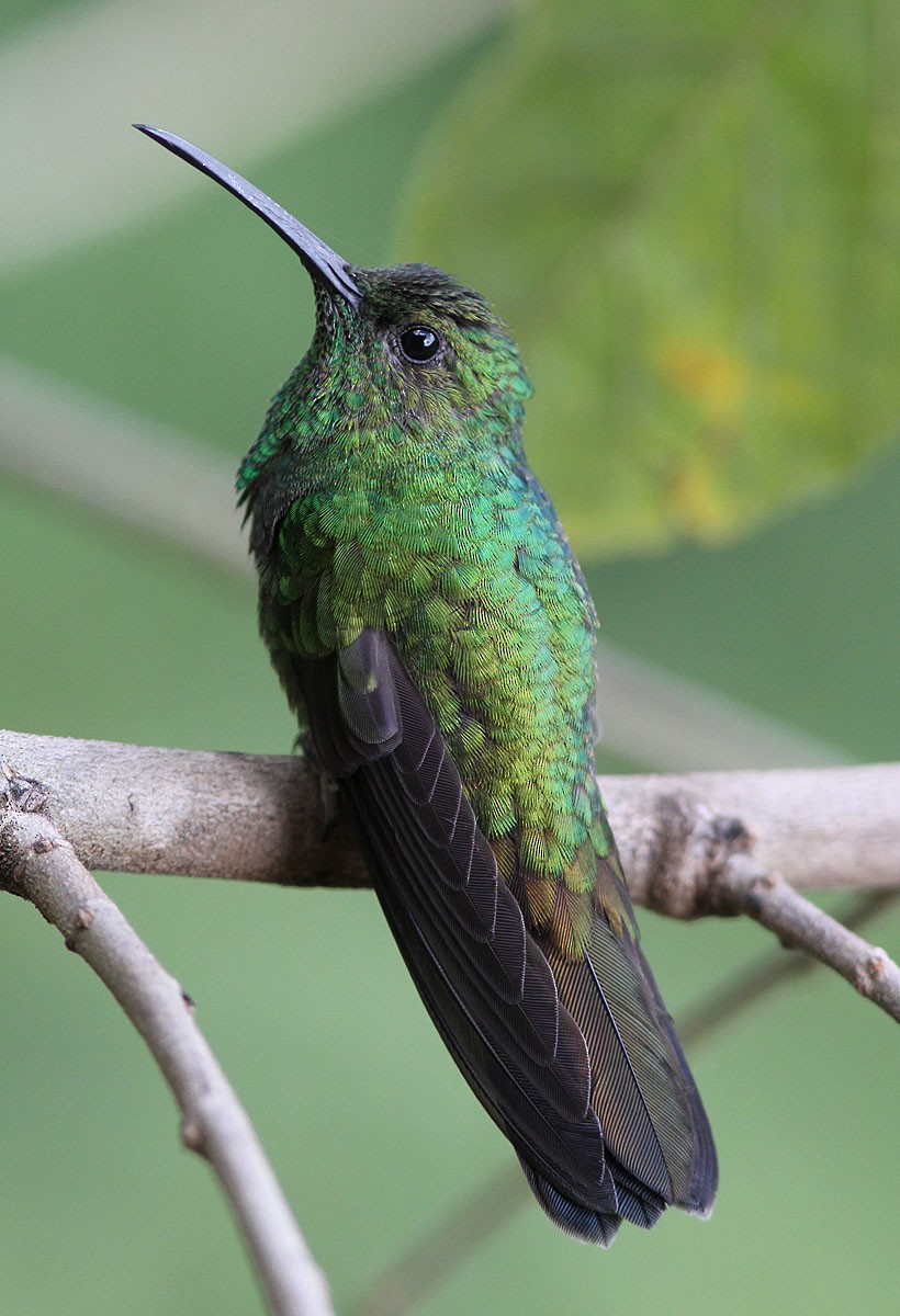 kolibřík měděnořitý - ML204699901