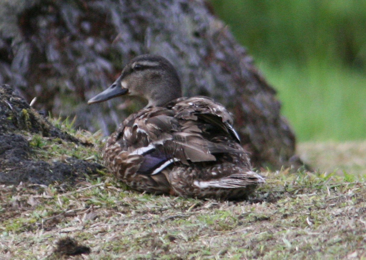Mallard x Hawaiian Duck (hybrid) - Mikko Pyhälä