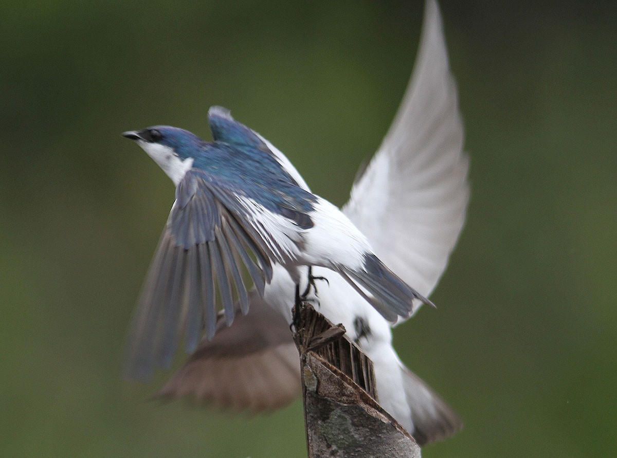White-winged Swallow - Mikko Pyhälä